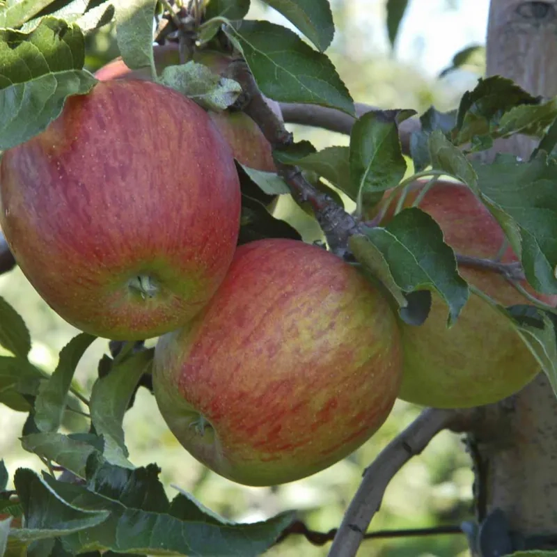 Pommier  'Delbard celeste'