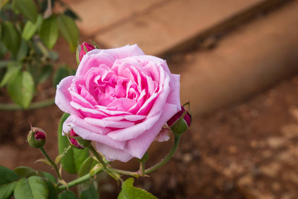 Rosier 'Mme de maintenon'