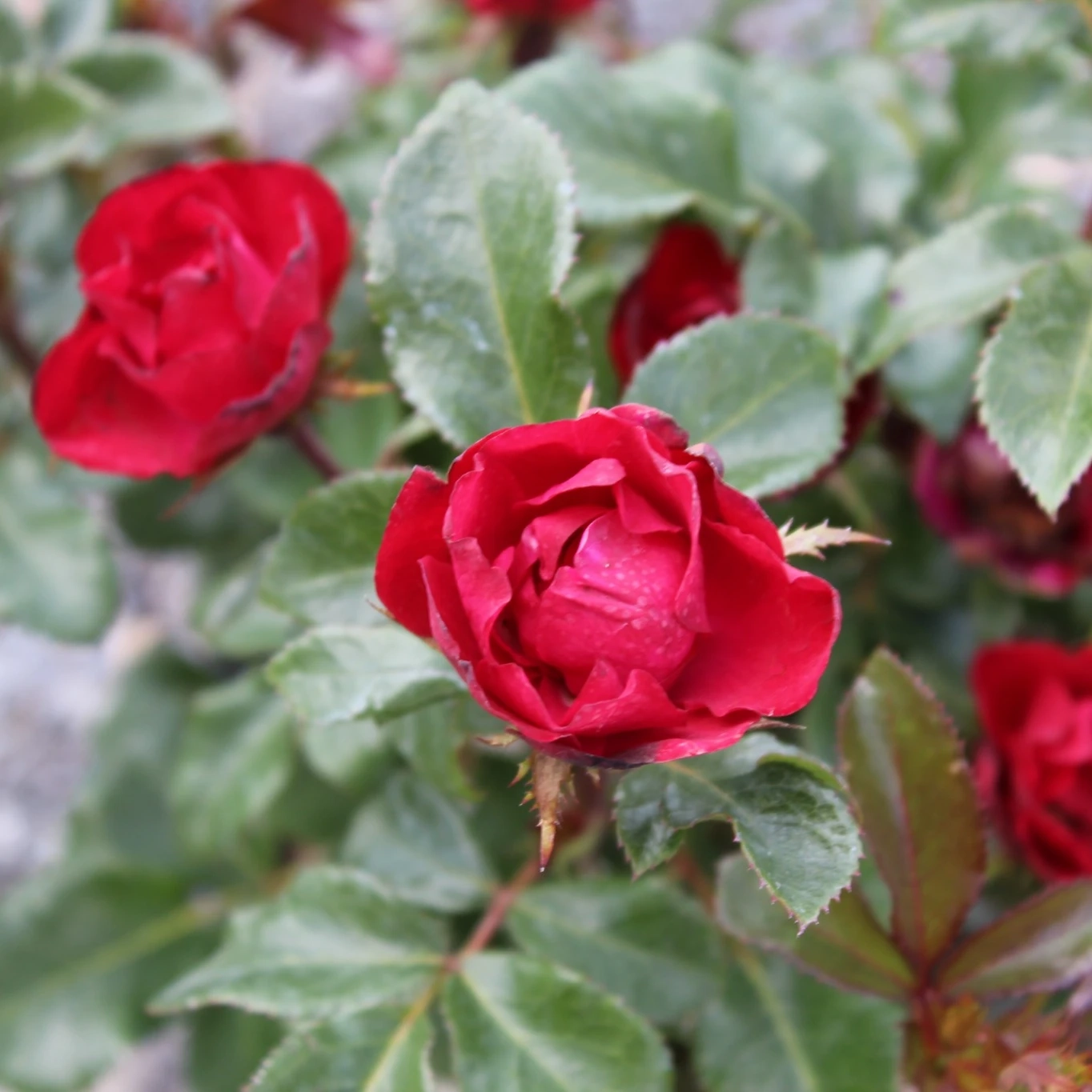 Rosier 'Zepeti'