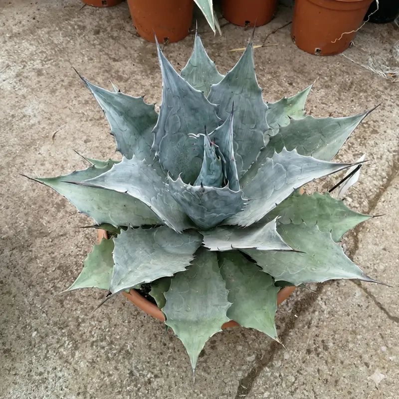 Agave  blue brian