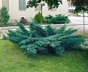 Genévrier de pfitzer 'Pfitzeriana glauca'