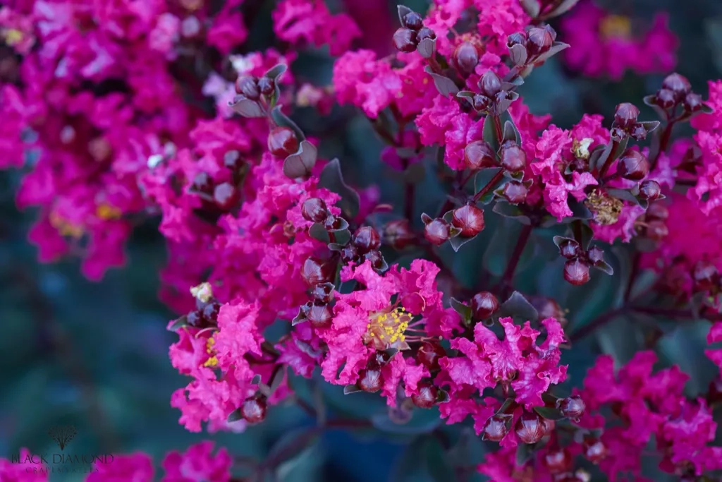 Lilas des indes 'Mystic magenta'