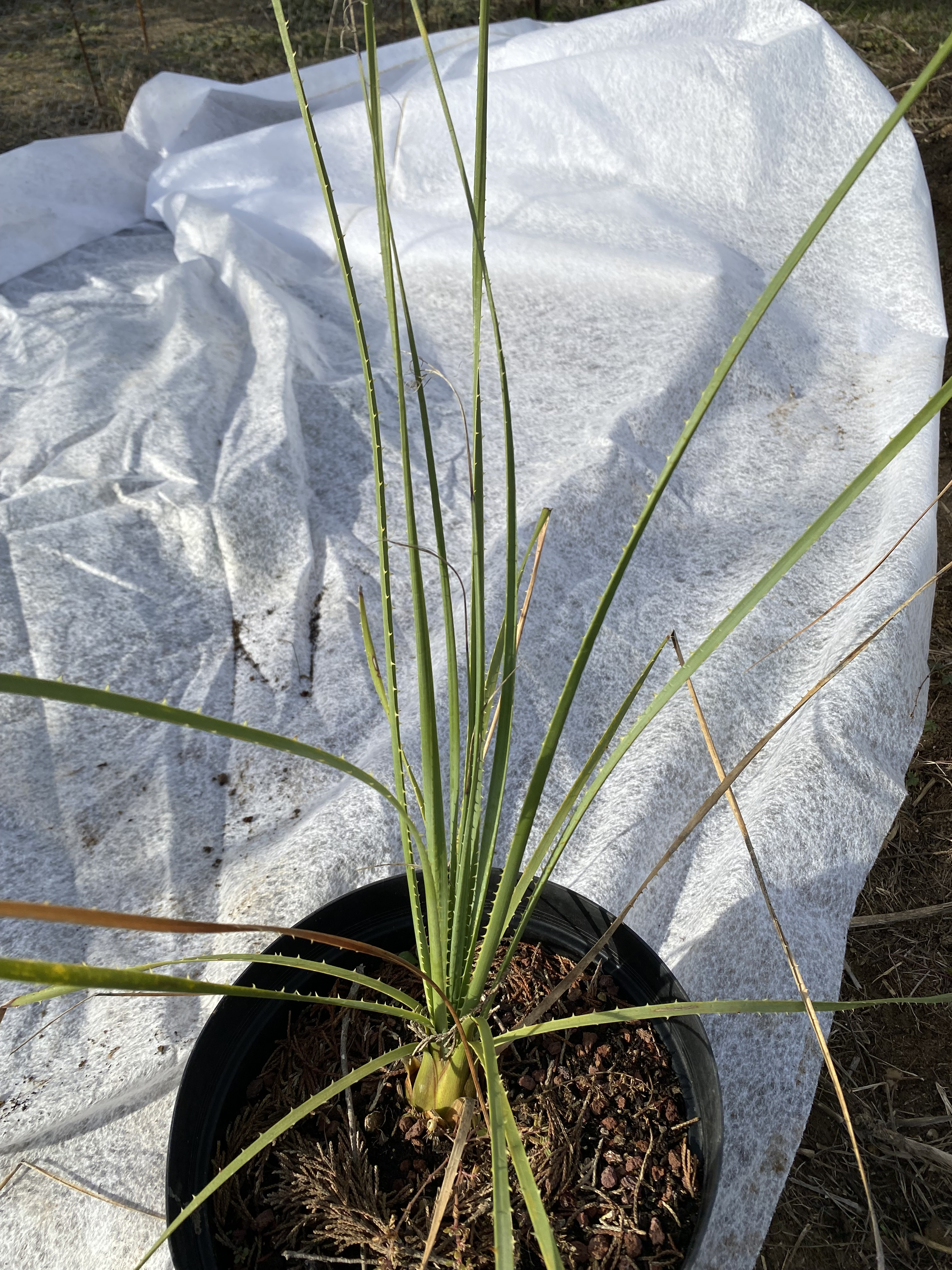 Dasylirion  cedrosanum