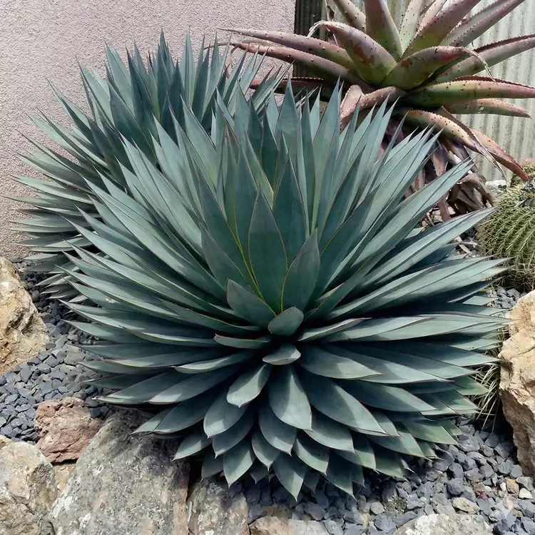 Agave  attenuata   'Blue glow '