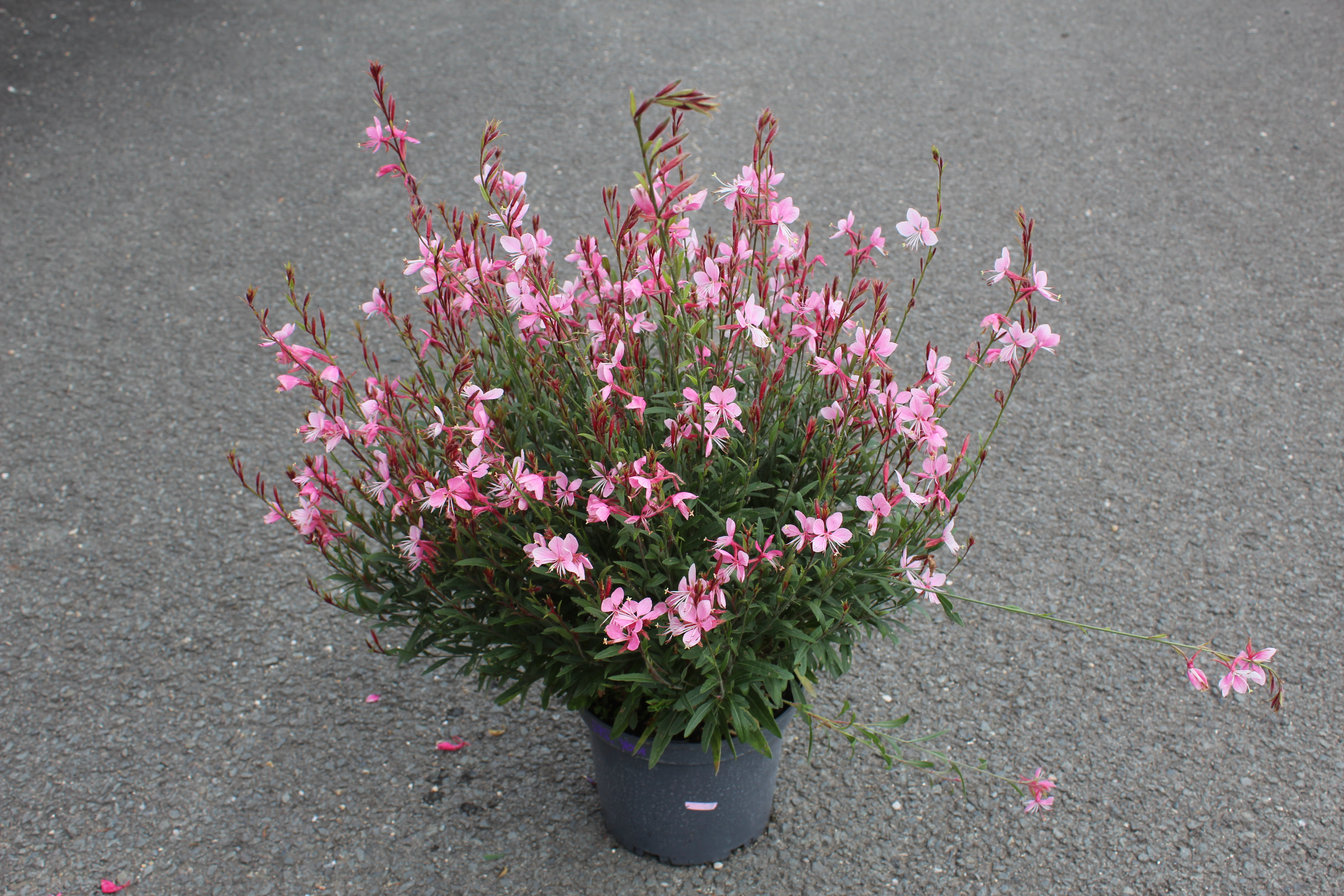 Gaura 'Siskiyou pink'