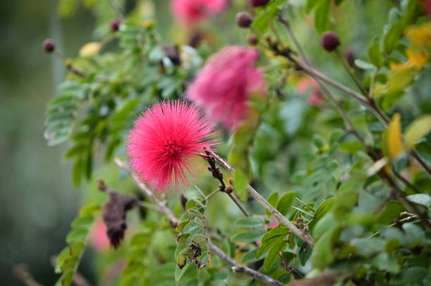 Calliandra 'Dixie pink'
