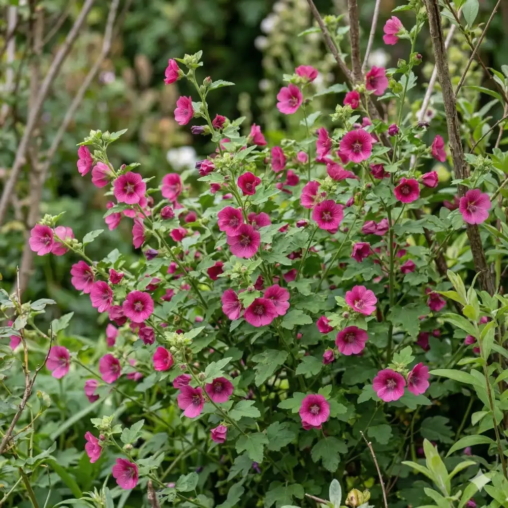 Anisodontea 'Gala'