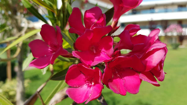 Laurier rose 'Vuelta'