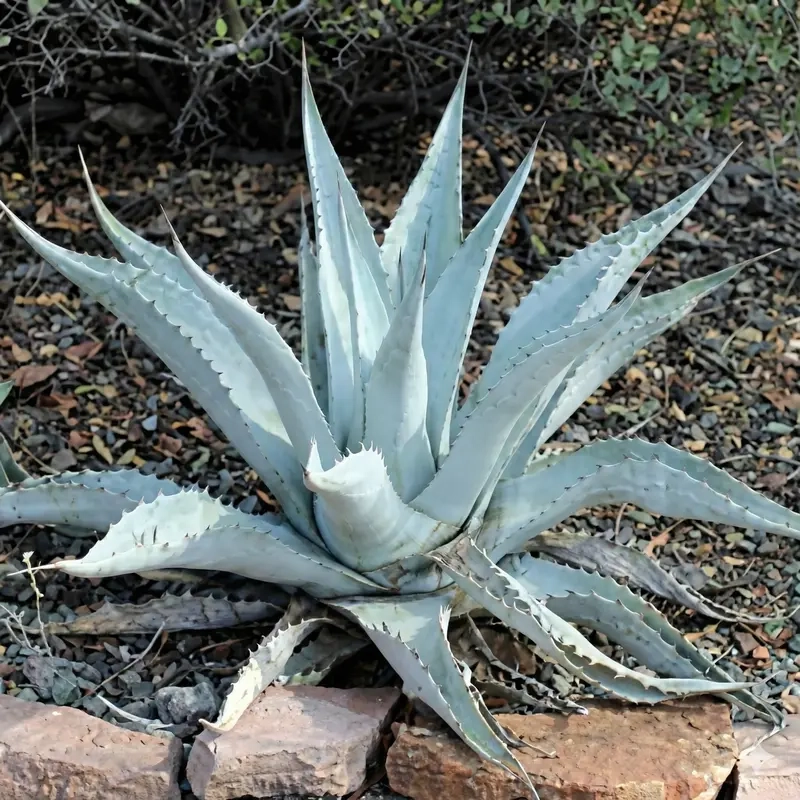 Agave  asperrima 'Zarcensis'