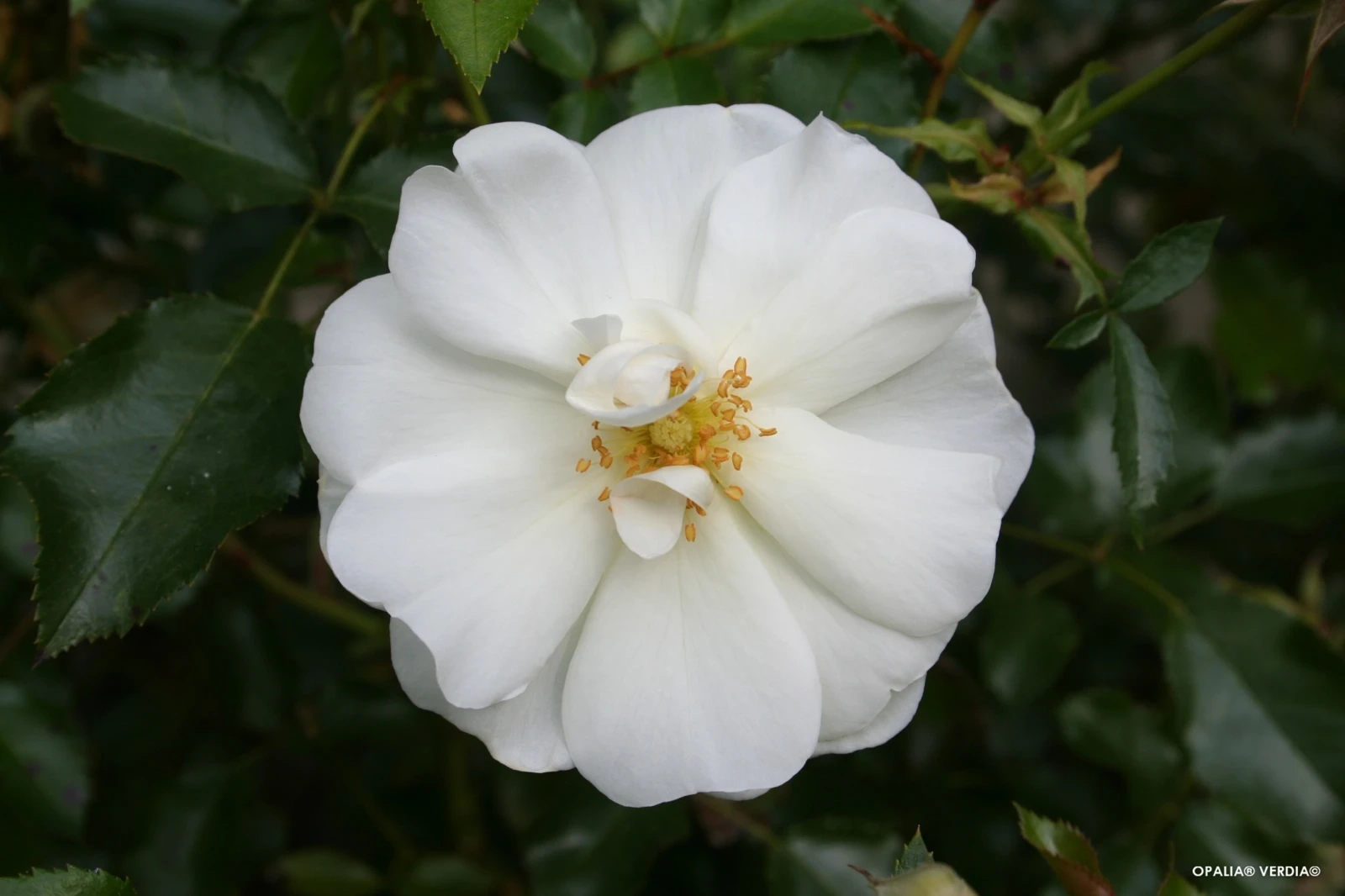 Rosier 'Opalia noaschnee '