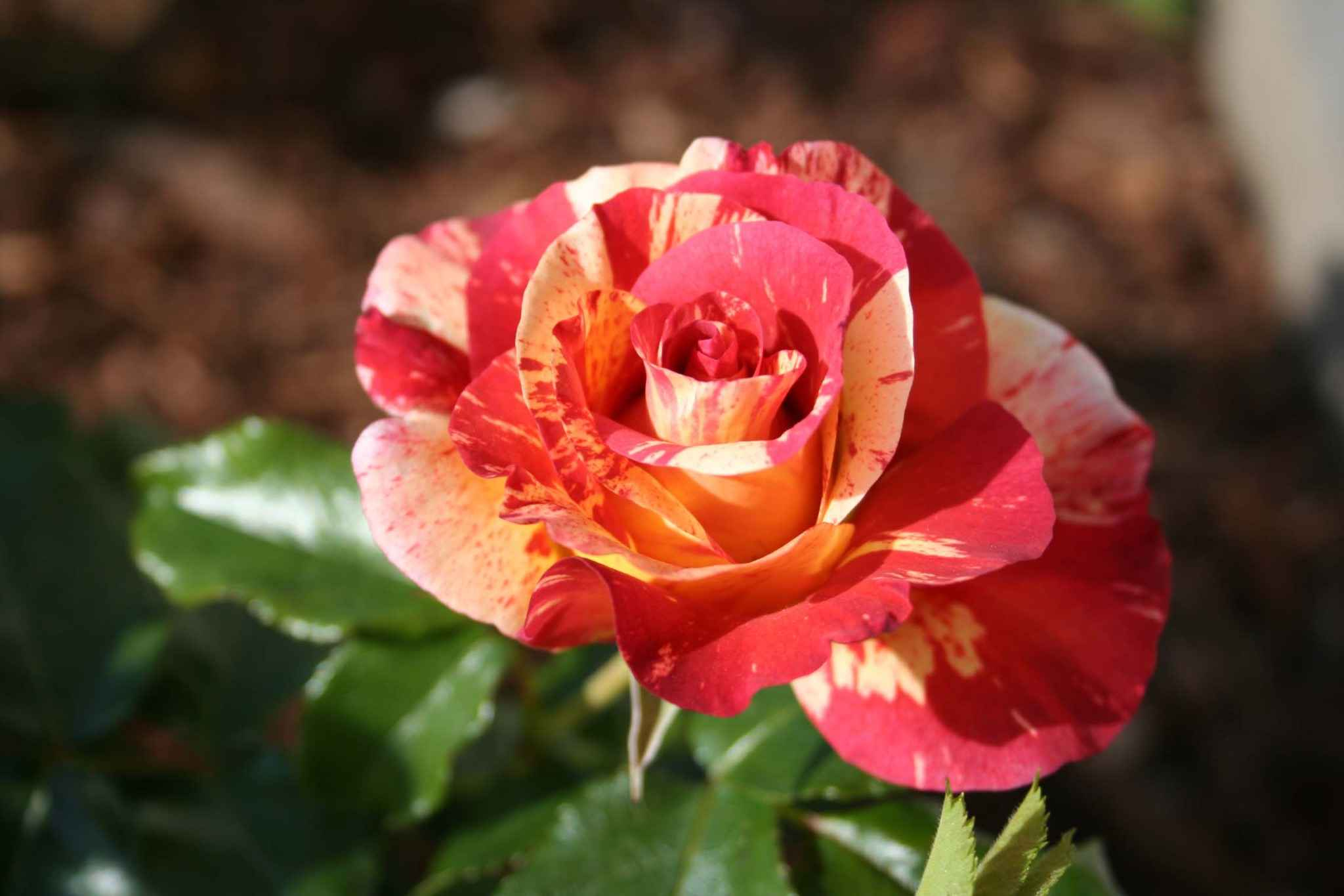 Rosier 'Alfred sisley '