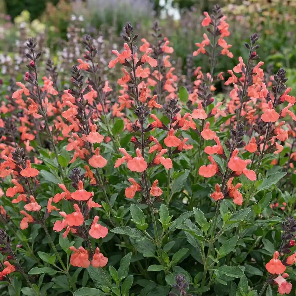 Sauge arbustive 'Kolmamoer'