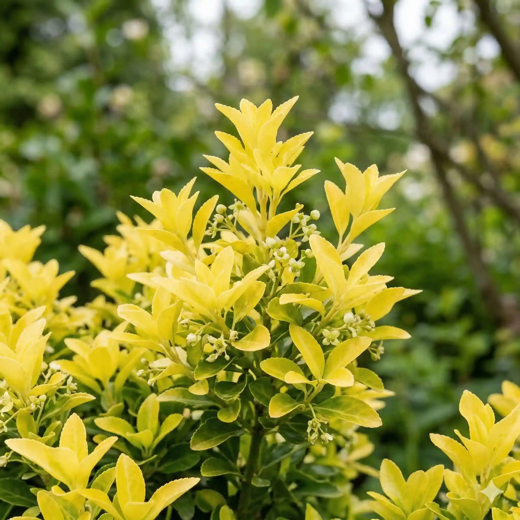 Fusain du japon 'Happiness'