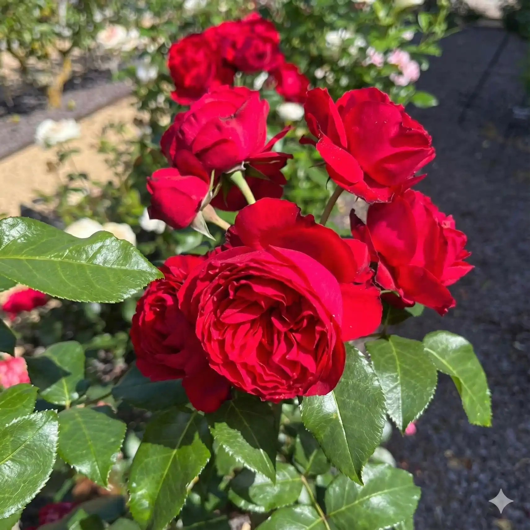 Rosier 'Société nationale d'horticulture de france'