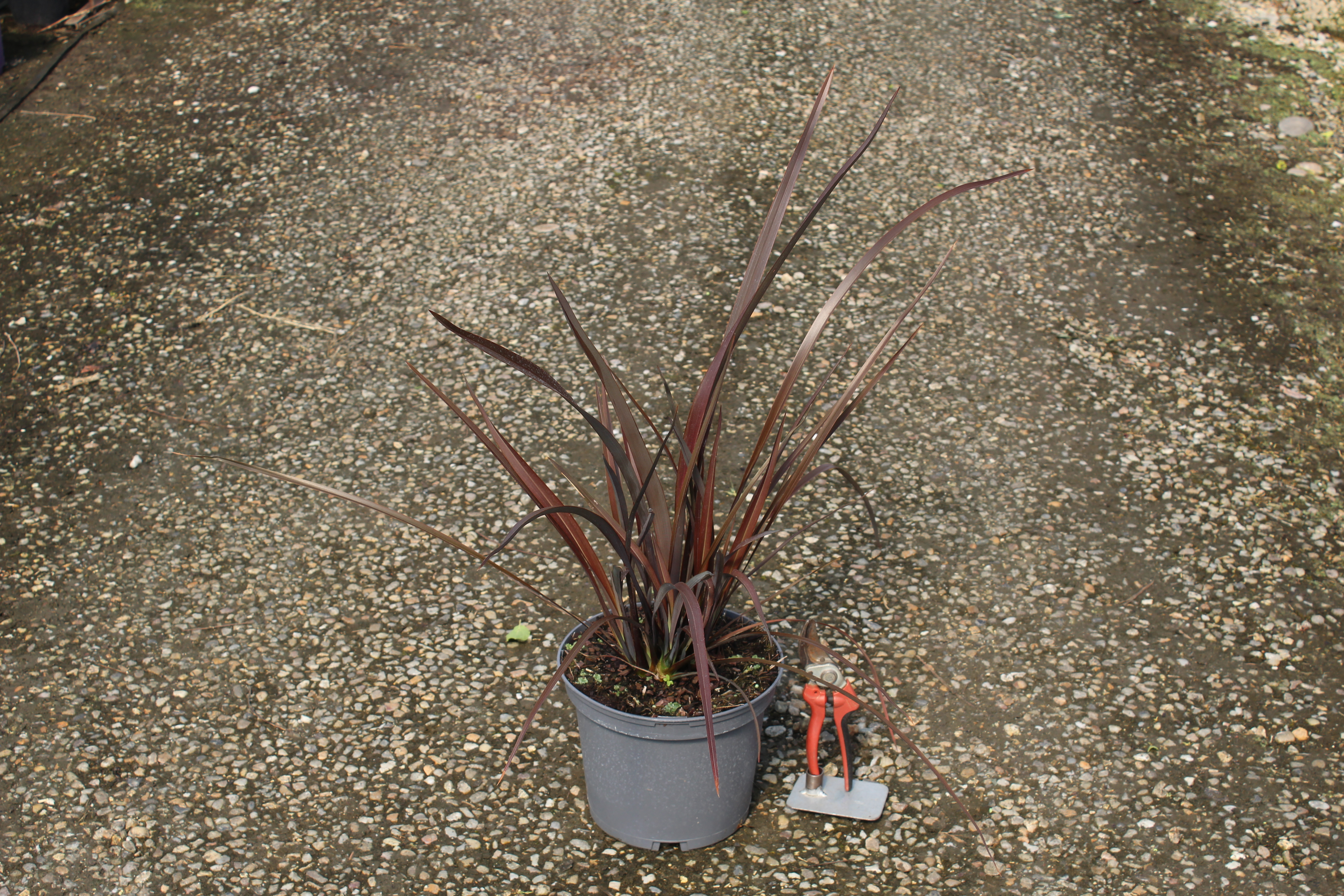 Lin  de Nouvelle-Zélande  pourpre