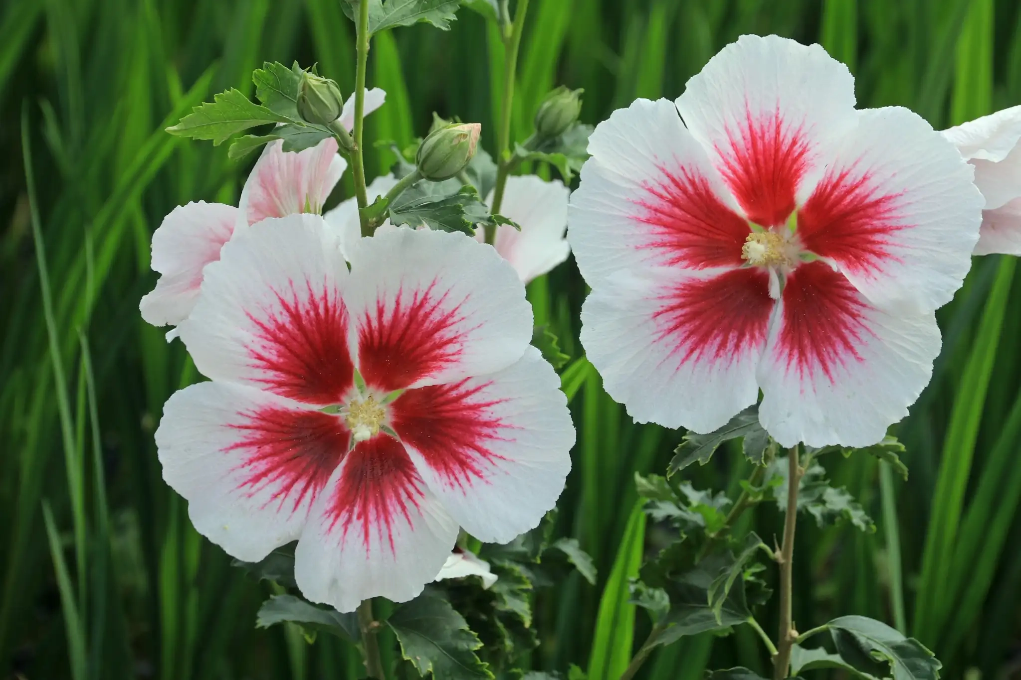 Althéa 'Hibisa blanco'