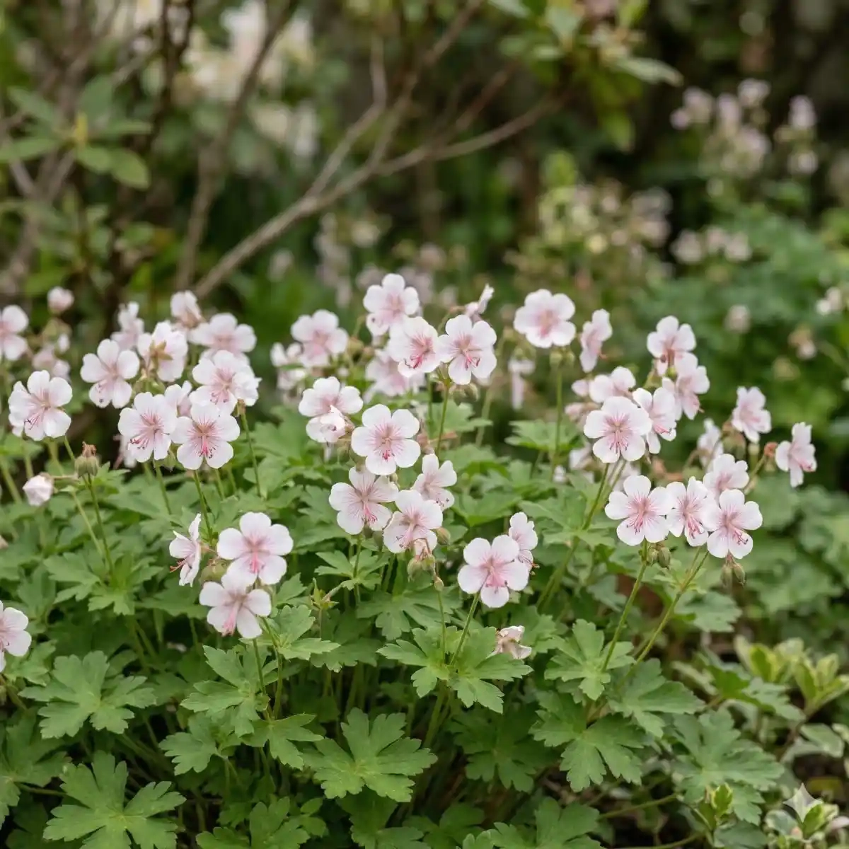 Pélargonium 'Biokovo'