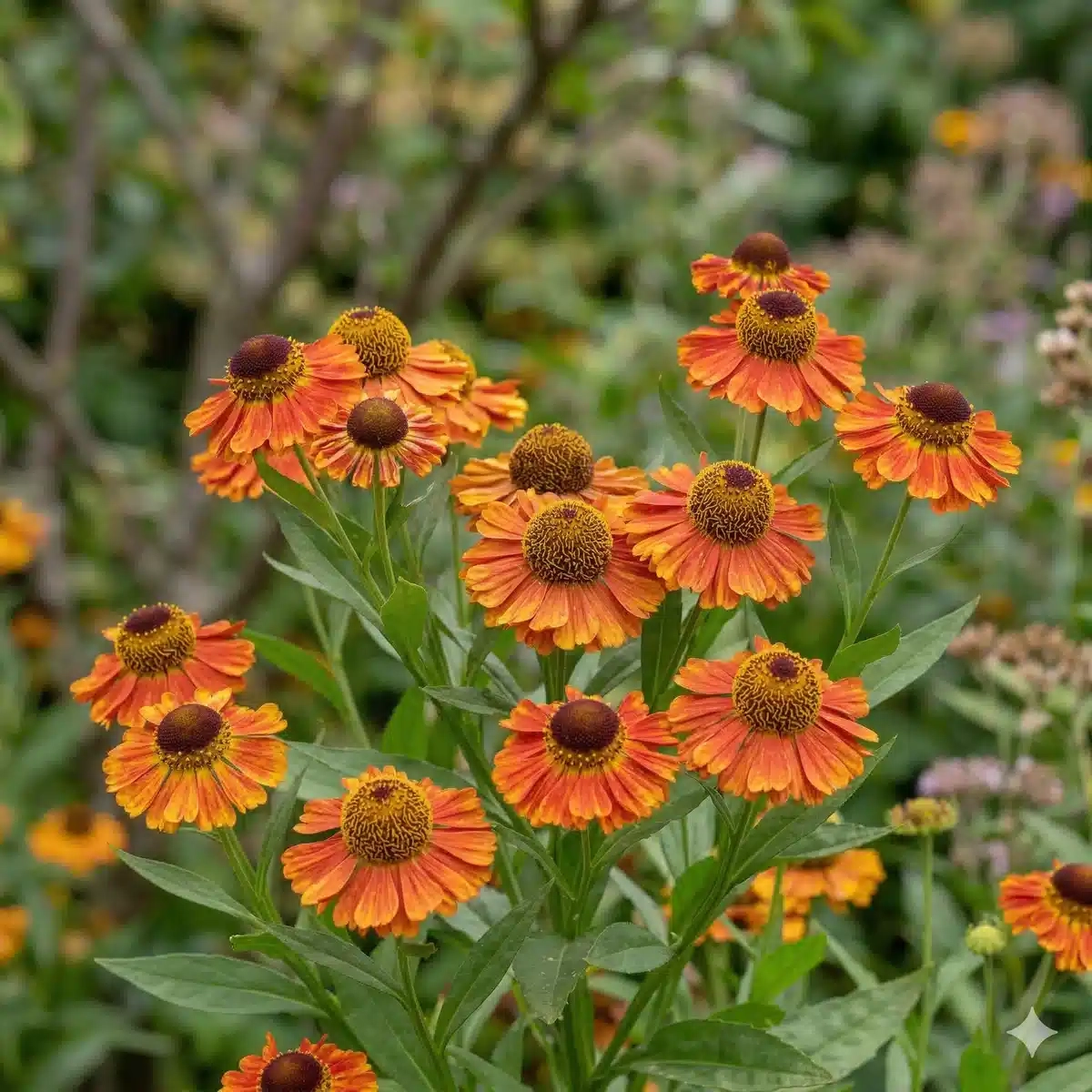 Helenium 'Short'n sassy'