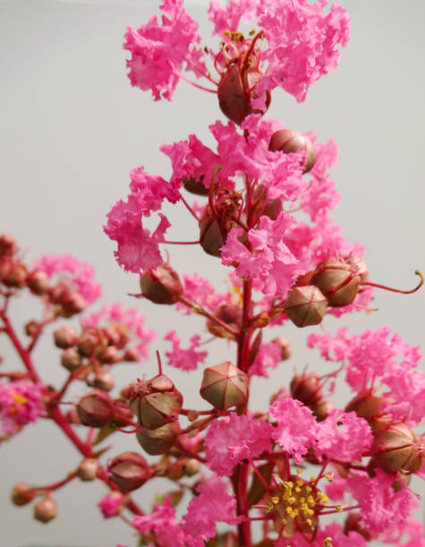Lilas des indes 'Shell pink'