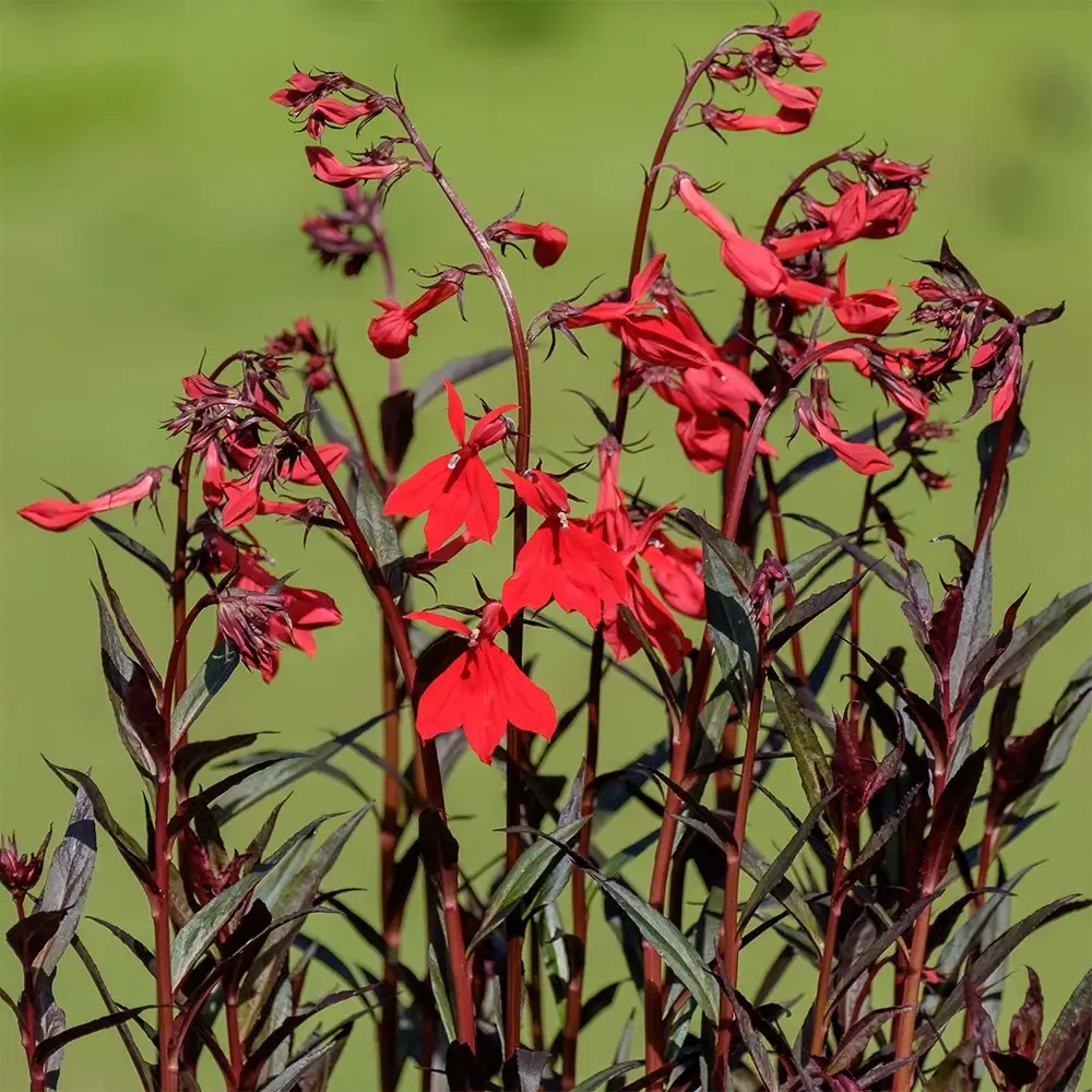 Lobélie pourpre 'Queen victoria'