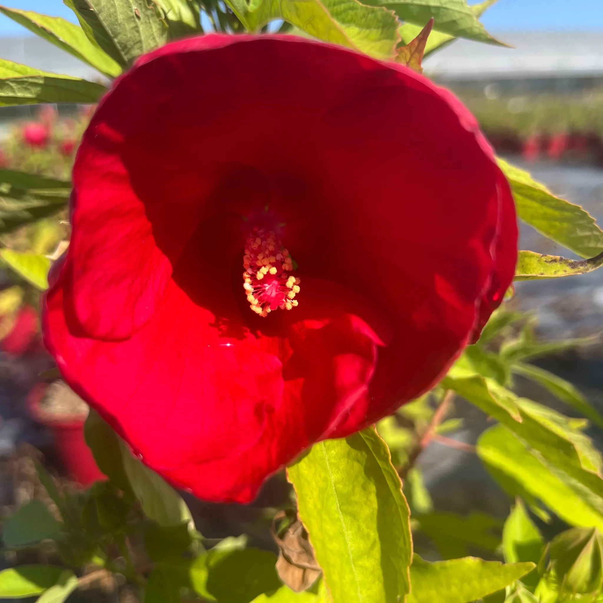 Hibiscus 'Akata'