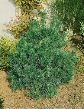 Pin sylvestre 'Nana'