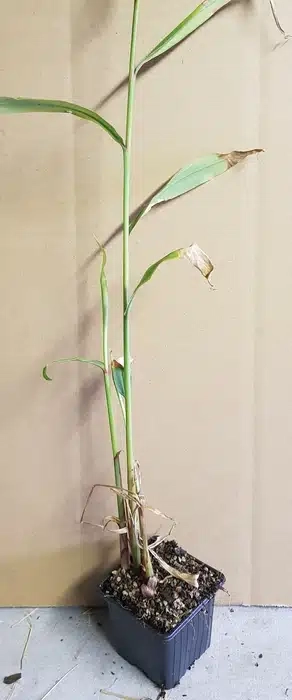 Gingembre ornemental 'Blanc'