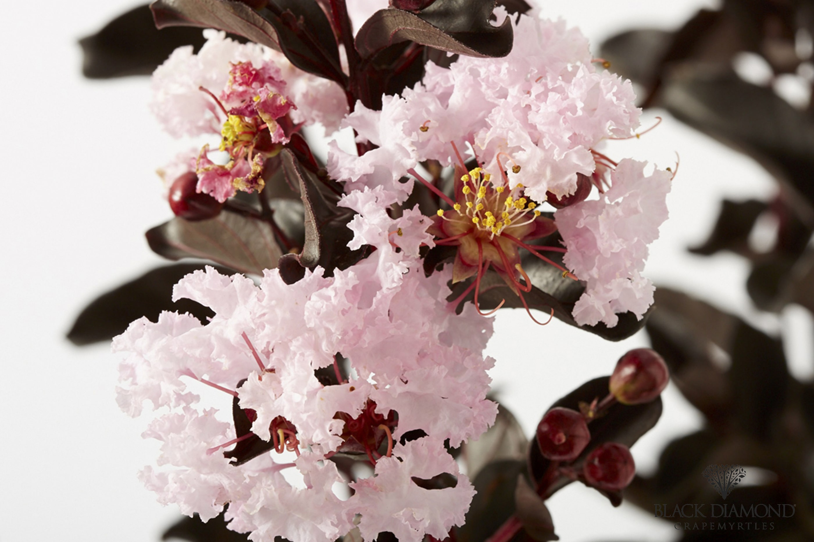 Lilas des indes 'Blush'