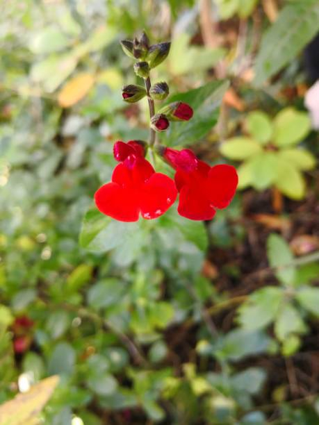 Sauge 'Cultivar'