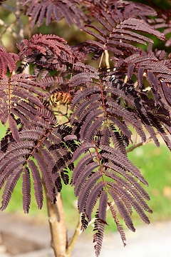 Arbre à soie 'Chocolat fountain'