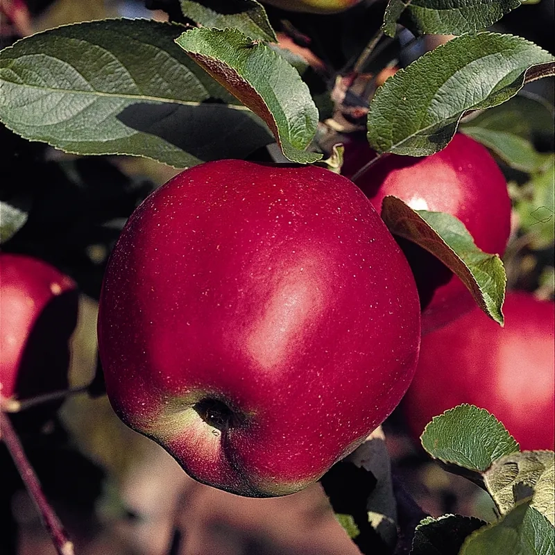 Pommier  'Jumbo'