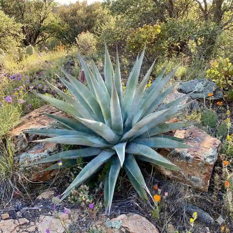 Agave doré