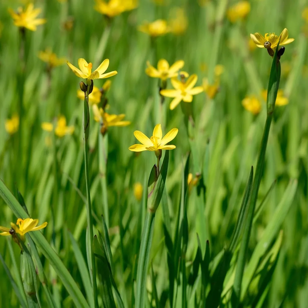 Bermudienne de californie