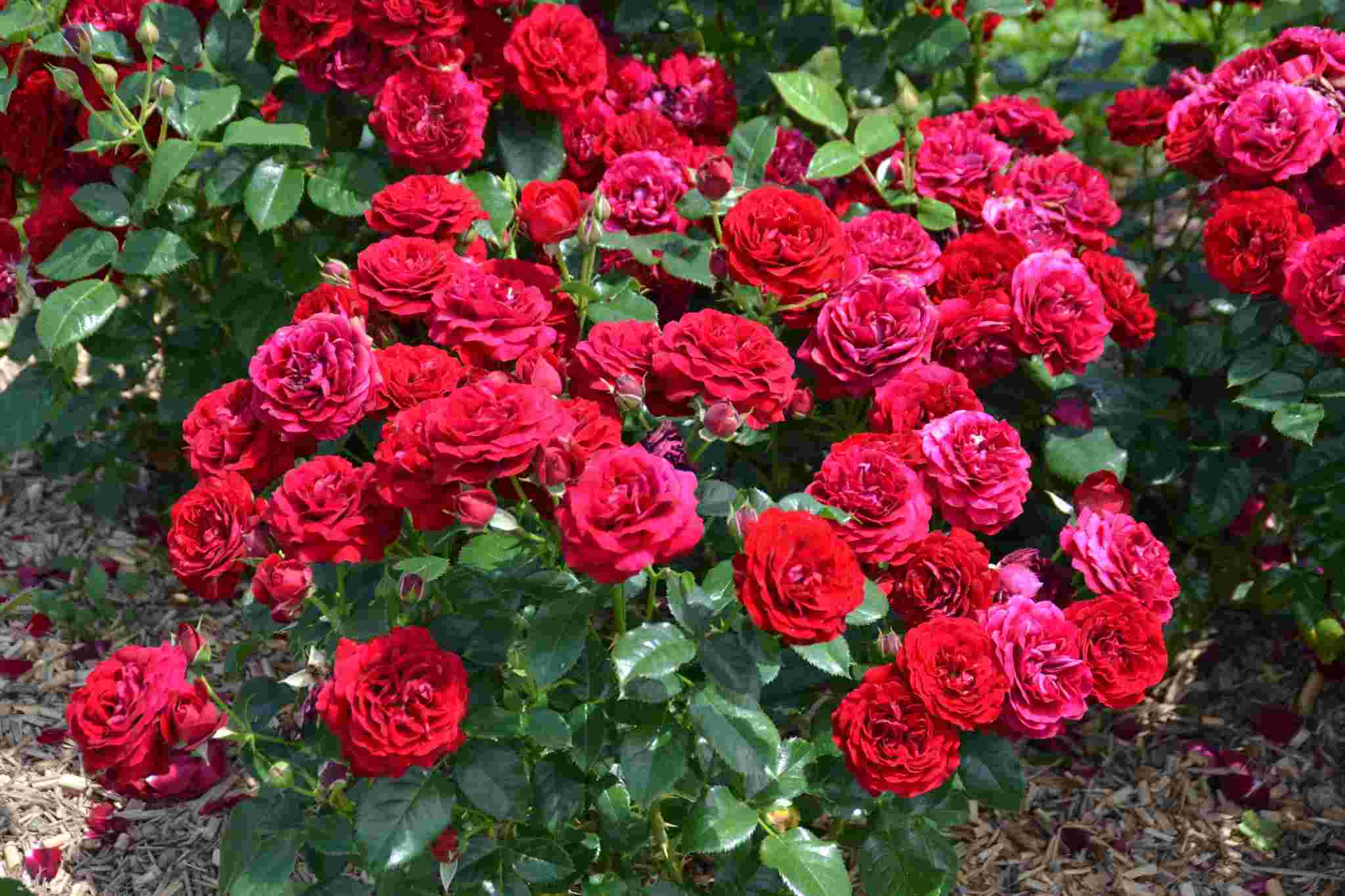 Rosier 'Coeurs de vendee'