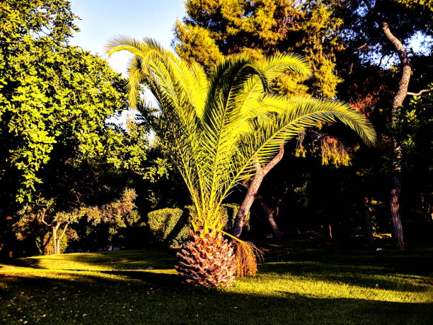 Phoenix canariensis - Image secondaire