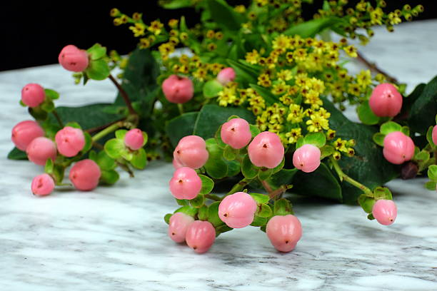 Millepertuis 'Magical beauty'