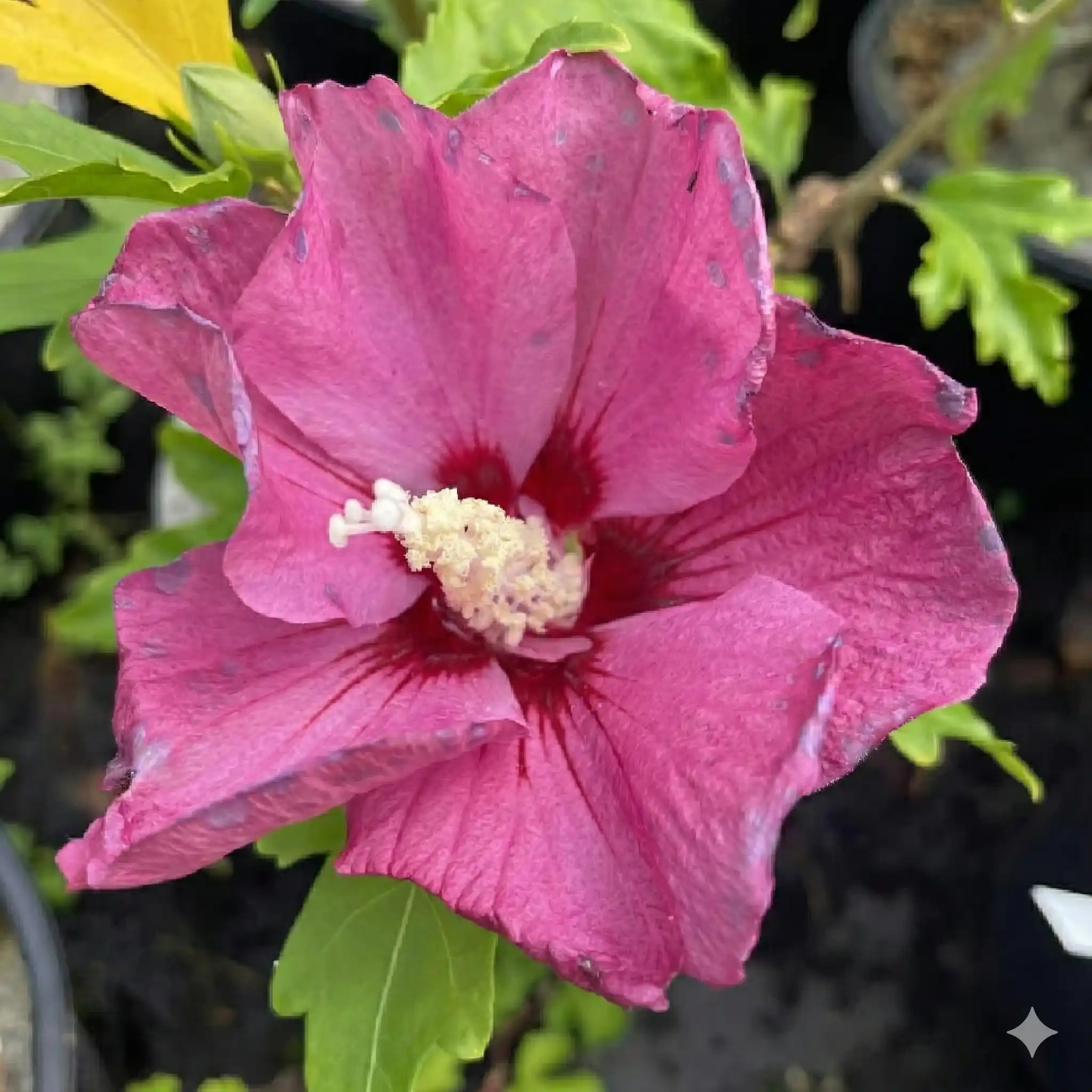 Althéa 'Sup bridge'