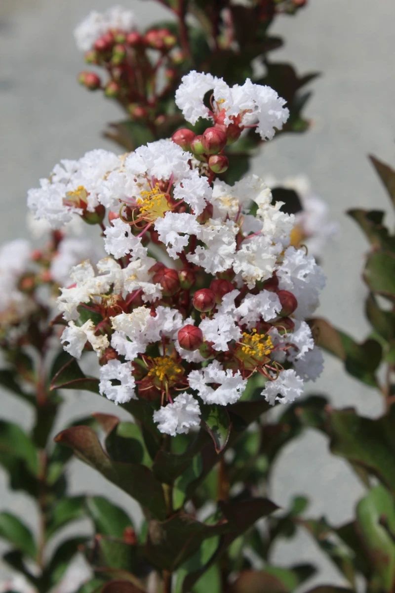 Lilas des indes 'Papillons blancs'