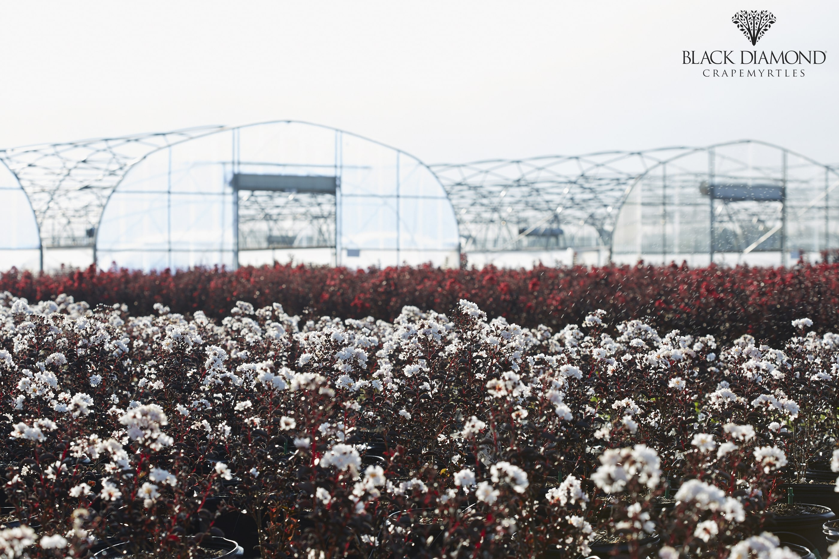 Lilas des indes 'Mystic magenta'