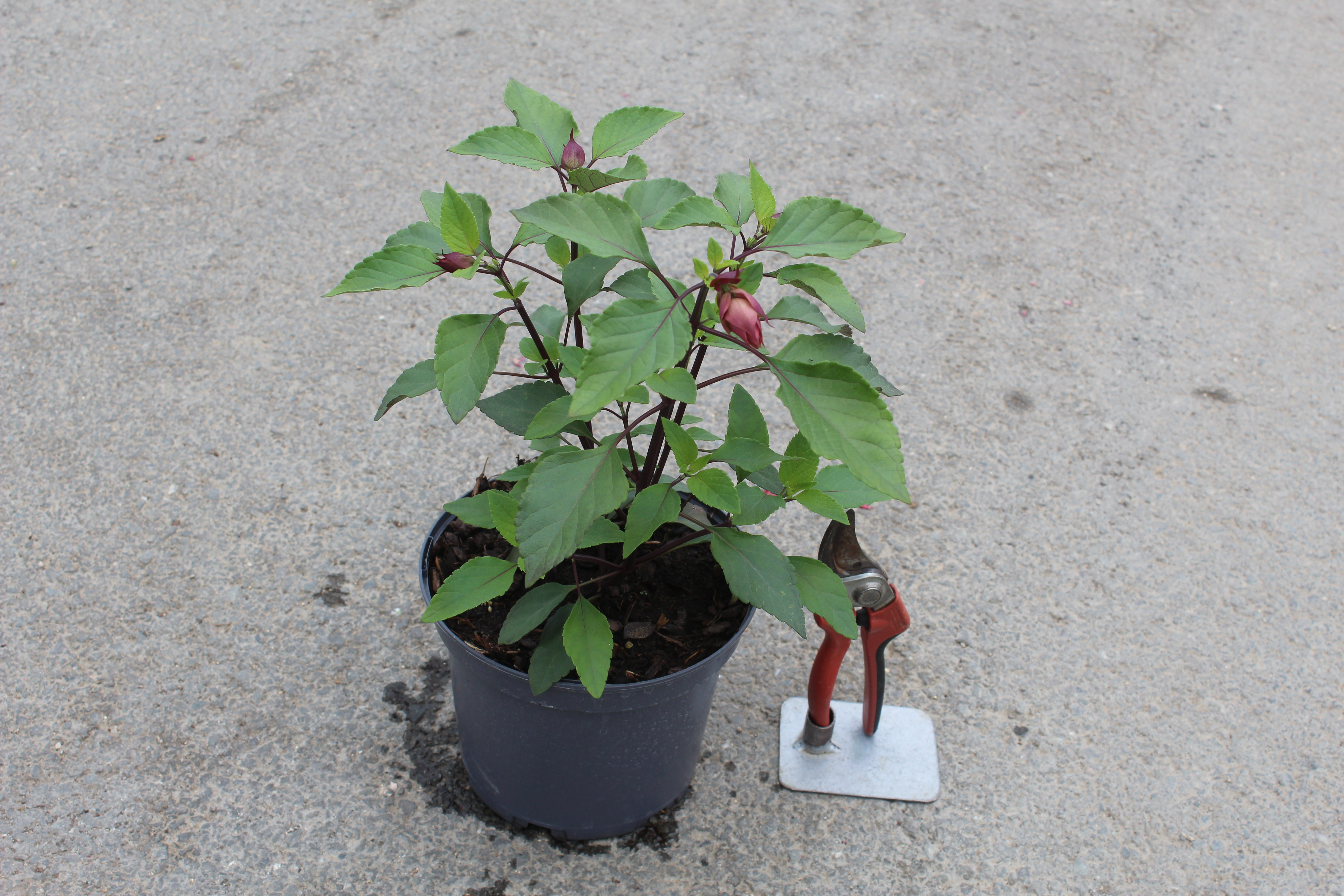 Sauge 'Wendy s wish'