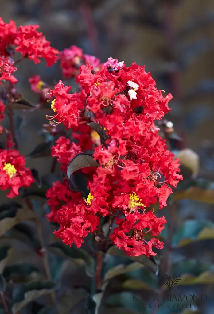 Lilas des indes 'Crimson red'