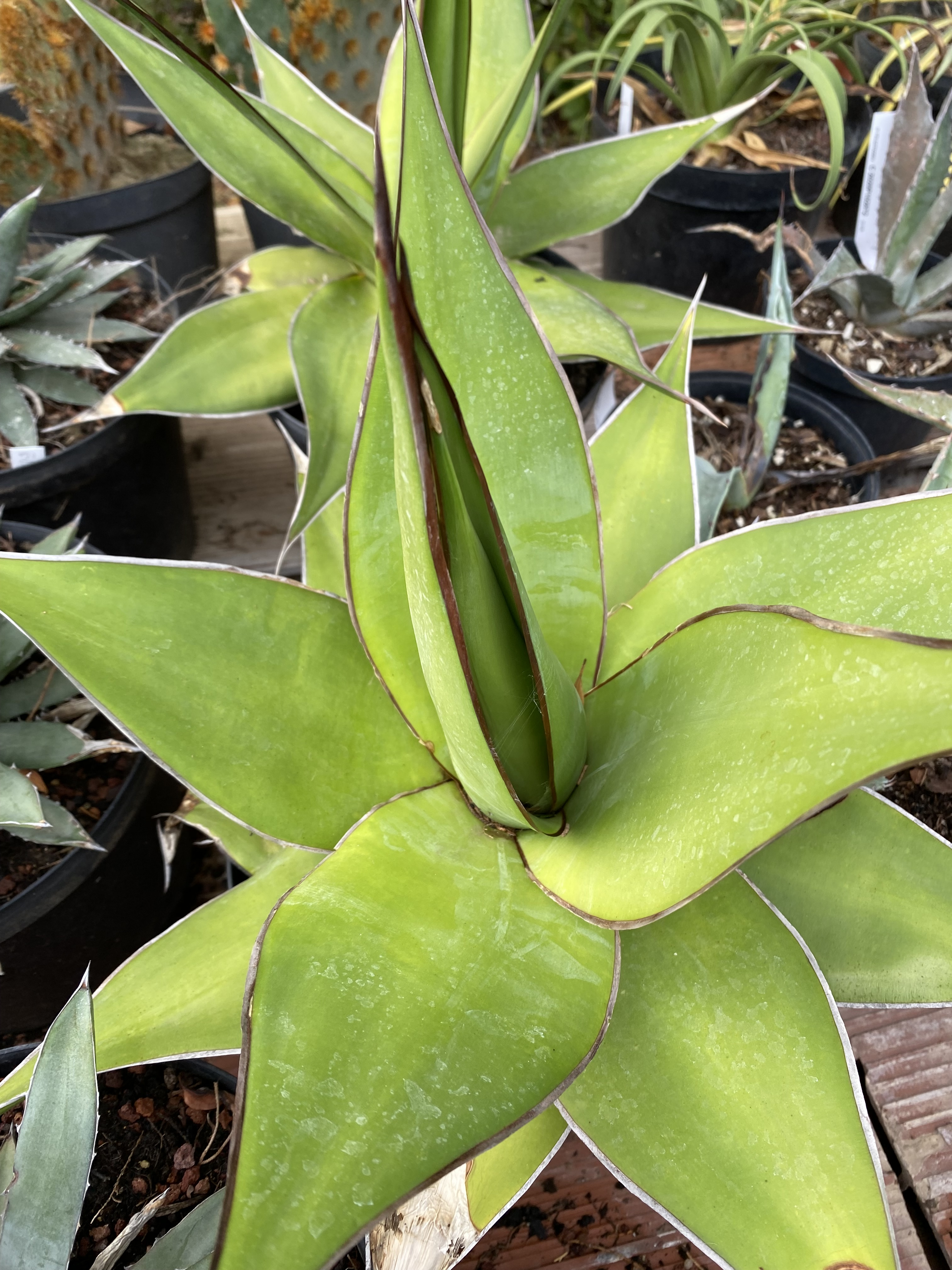 Agave  chazaroi rancho