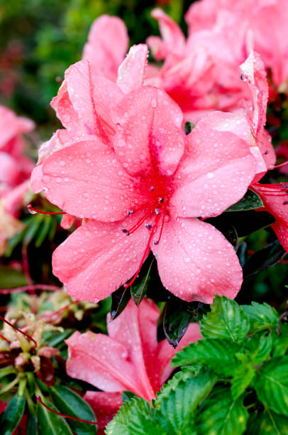 Azalée japonaise 'Princess saumone'