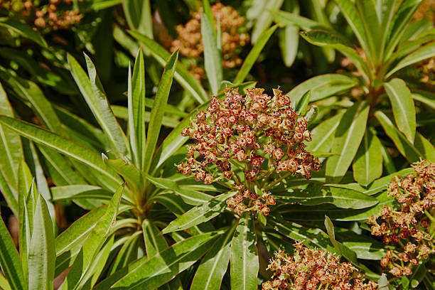 Euphorbe mellifère