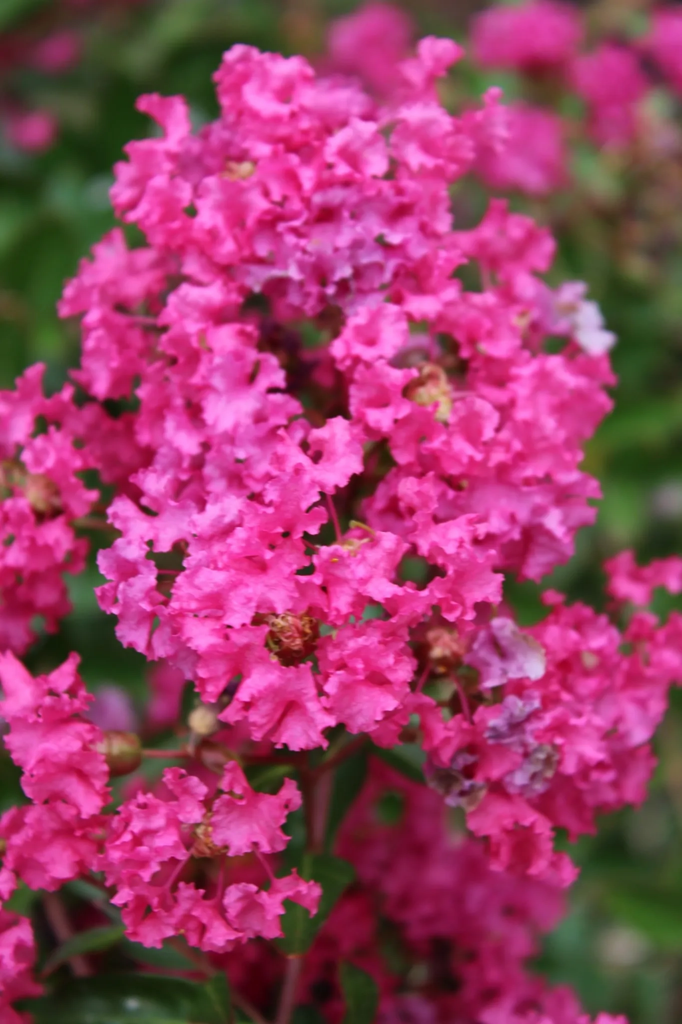 Lilas des indes 'Houston'