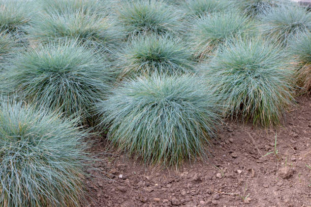 Fétuque 'Easy blue'