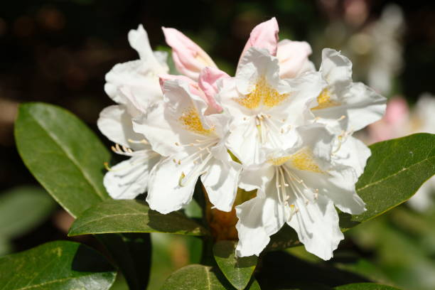 Azalée japonaise 'Lily blanc'