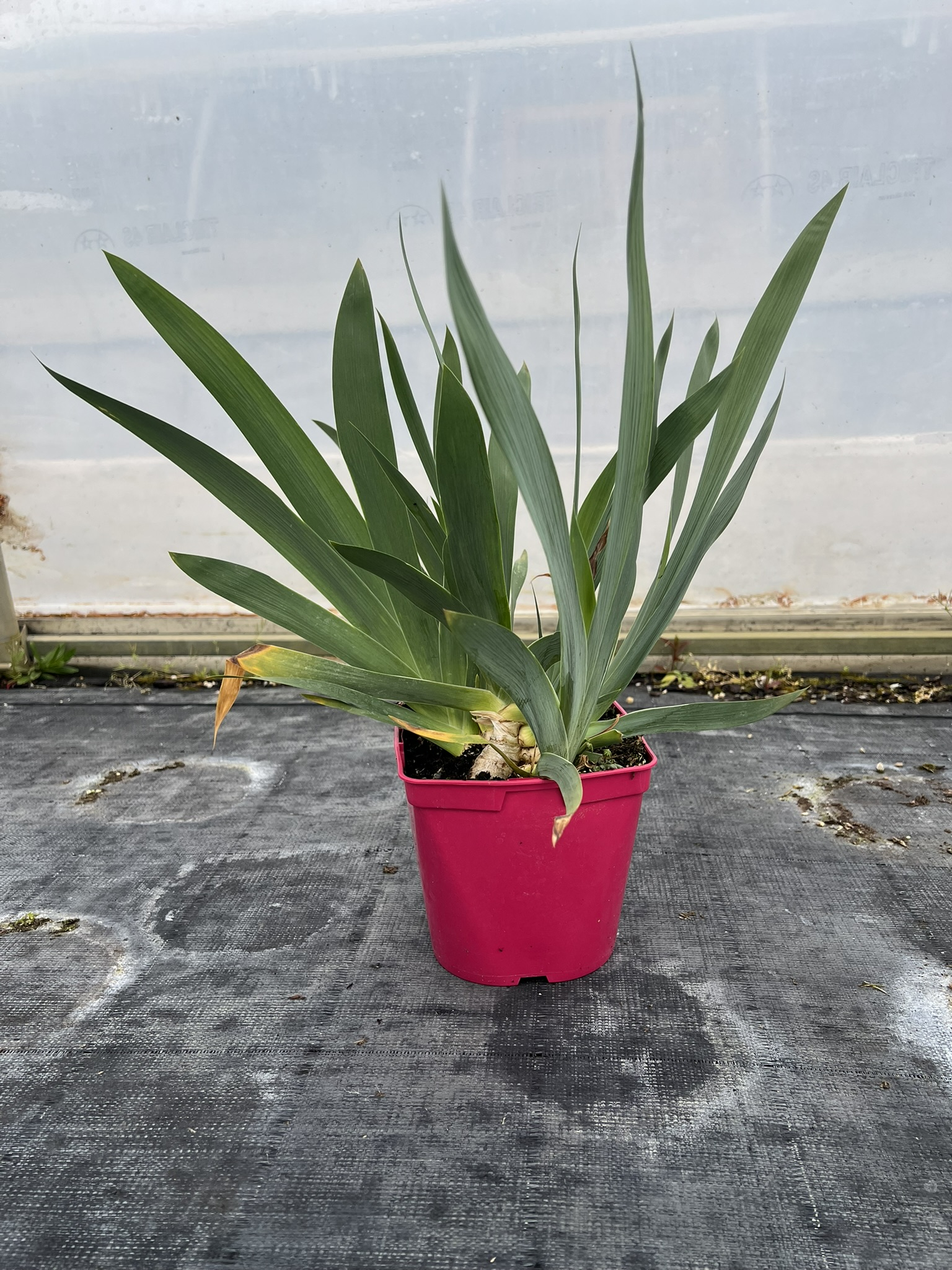 Iris d'allemagne 'Chelsea blue bleu'