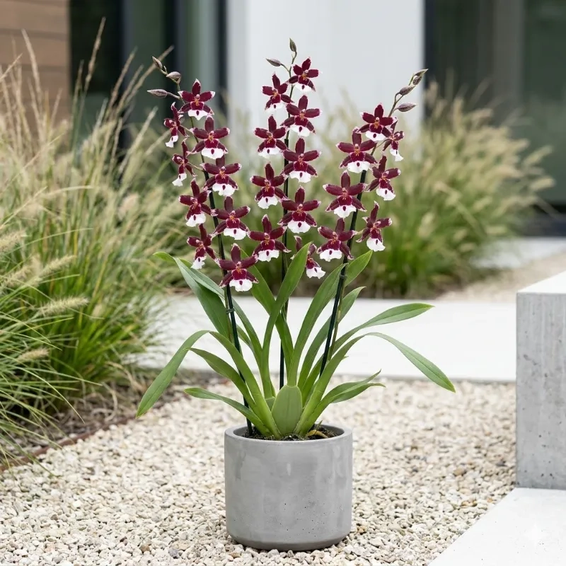 Orchidée  'Gothic'