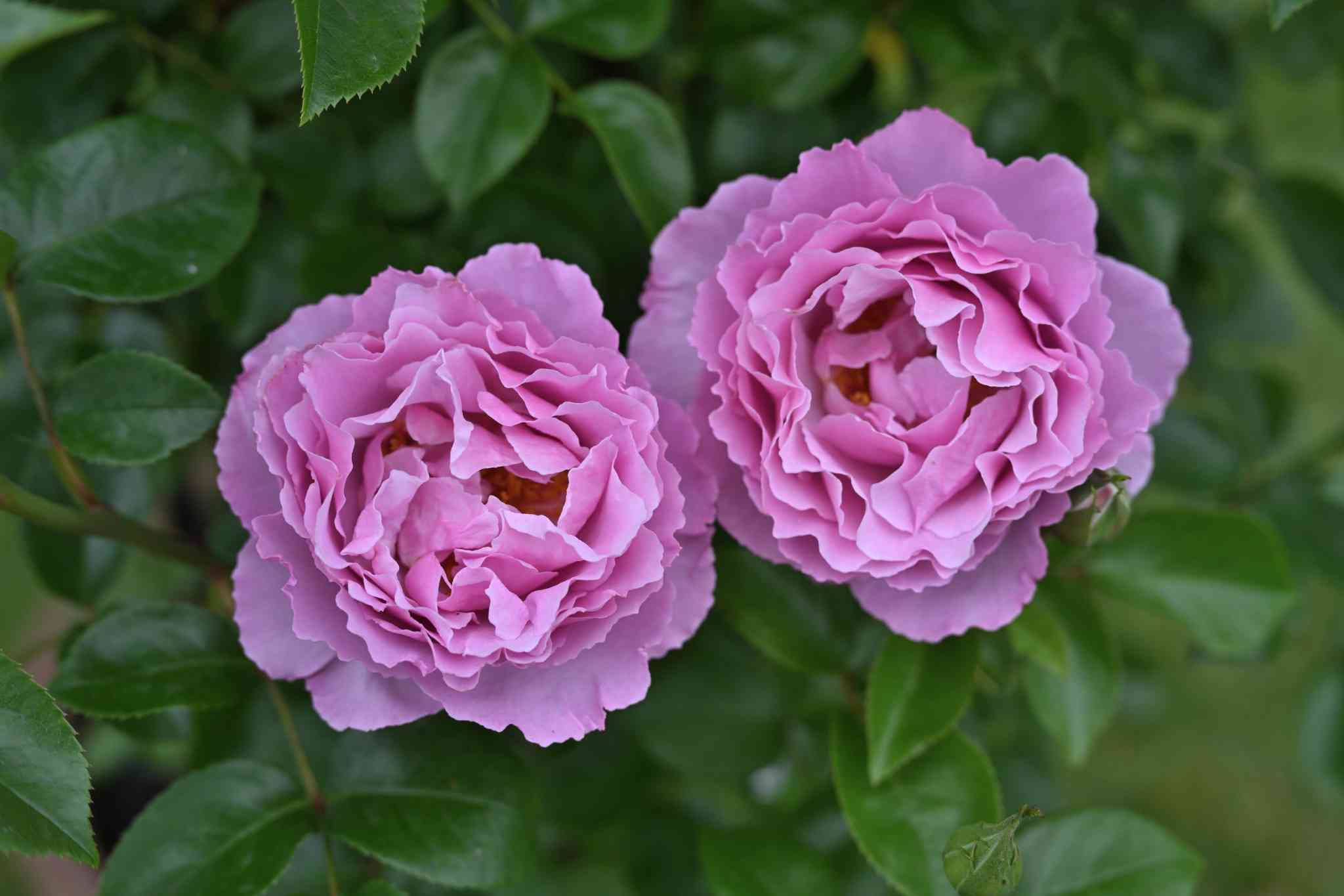 Rosier 'Alexandra david neel'